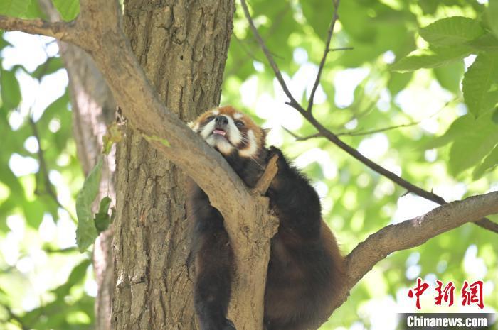 西安秦嶺野生動(dòng)物園里的小熊貓。　西安秦嶺野生動(dòng)物園供圖